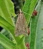 Eudonia pallida